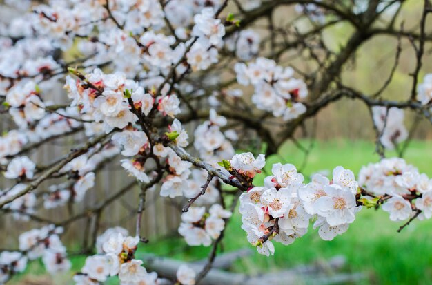 Flor de árvore frutífera de damasco na primavera