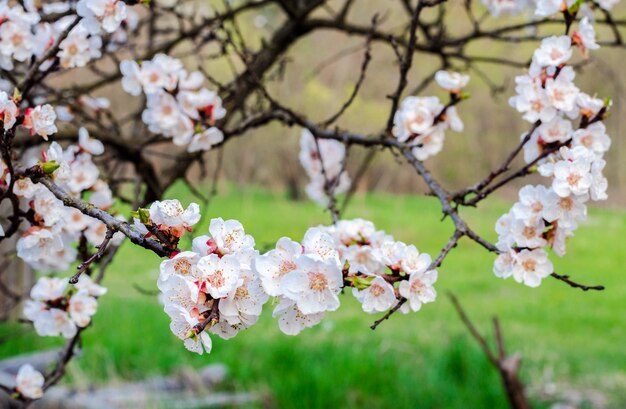 Flor de árvore frutífera de damasco na primavera