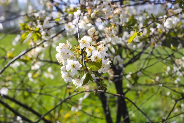 Flor de árvore frutífera no parque primavera