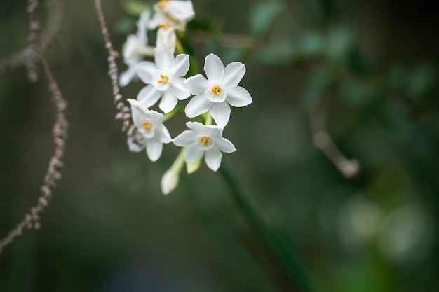 Flor de árvore na primavera com flores brancas crescendo arbusto nativo
