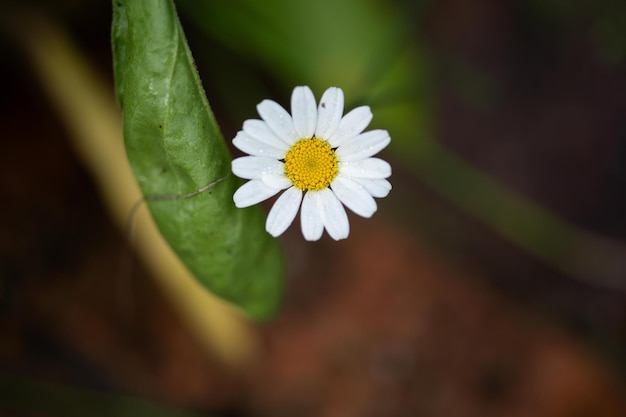 Flor de árvore na primavera com flores brancas crescendo arbusto nativo