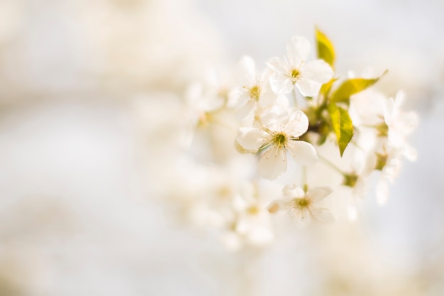 Flor de árvore primavera