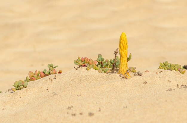 Foto flor de aspargo amarelo saindo de duna de areia