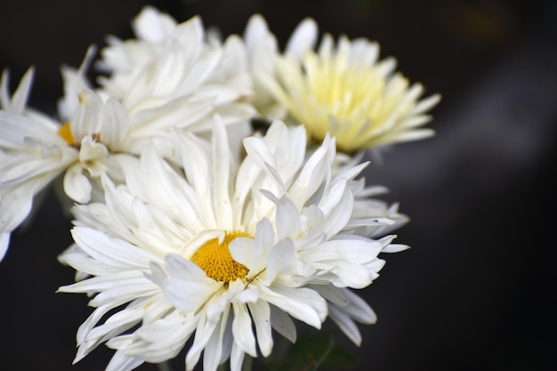 Foto flor de áster branca