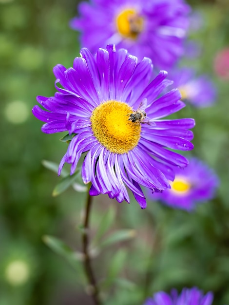Flor de áster com uma abelha coletando pólen ou néctar no jardim