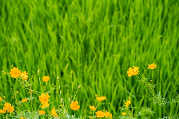 Flor de áster mexicana contra o fundo do campo de arroz.