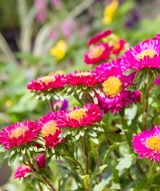 Foto flor de aster no jardim