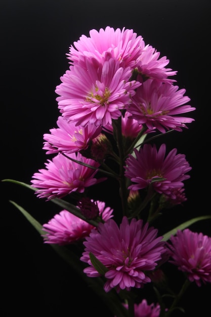 Flor de áster rosa em fundo preto