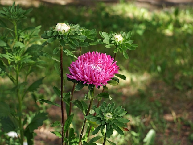 Flor de áster rosa no jardim