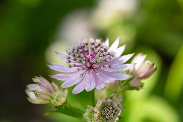 Flor de astrantia lilás em uma foto de fundo verde closeup no verão