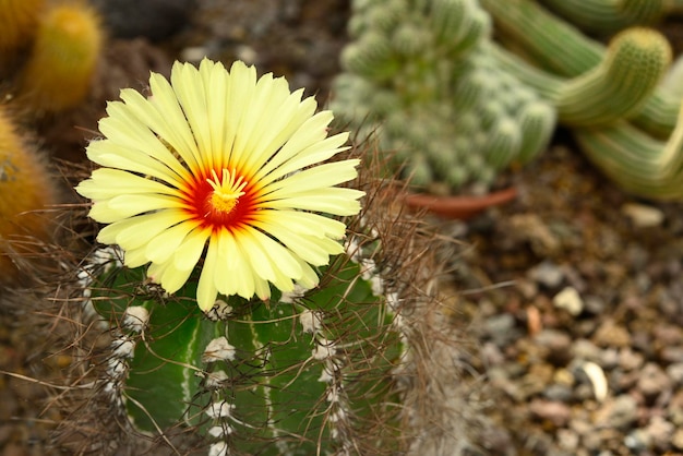 Flor de Astrophytum capricorne cacto chifre de cabra Cactaceae planta suculenta