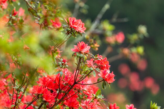 Flor de azálea vermelha