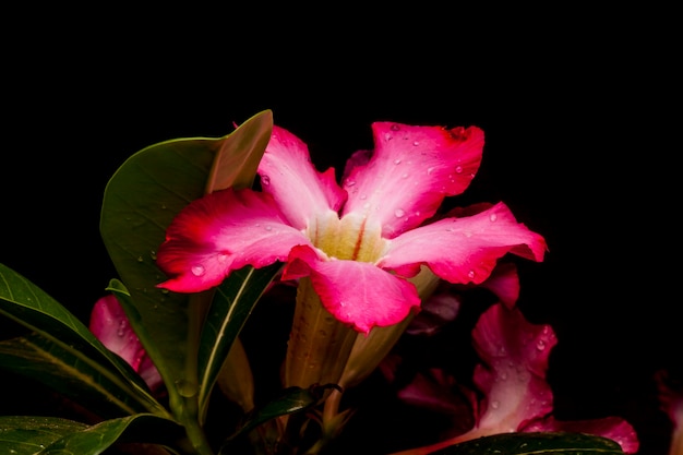 Flor de azaléia no fundo preto.