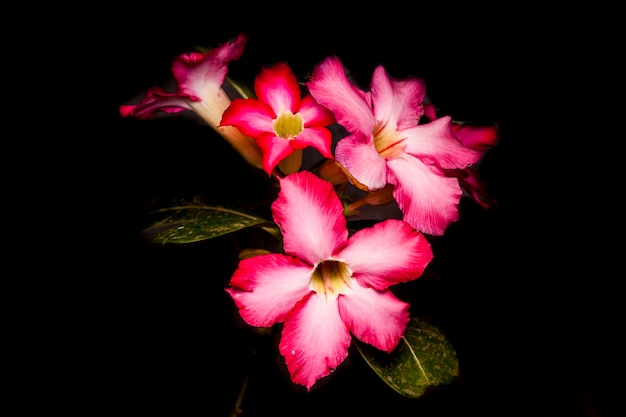 Flor de azaléia no fundo preto. | Foto Premium