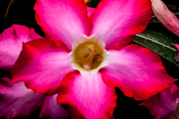 Flor de azaléia no fundo preto.