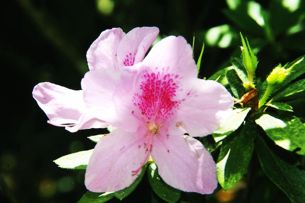 Flor de azaléia