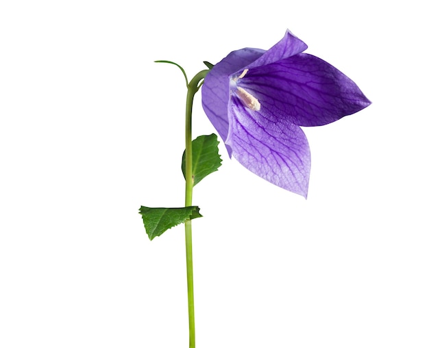 flor de balão Platycodon flor de sino chinesa kikyo é comumente usada para doenças inflamatórias