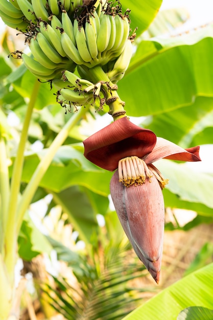 Flor de banana e frutas verdes em uma árvore no jardim