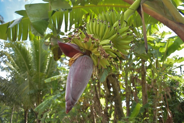 Foto flor de banana na árvore