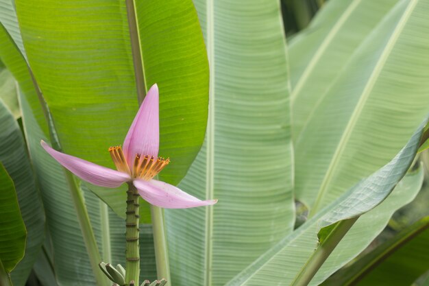 Flor de banana rosa em banana com fundo de folhas verdes.