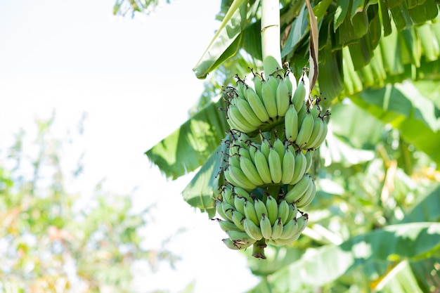 Flor de banana verde com fundo de natureza