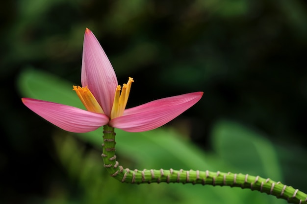 Flor de banana