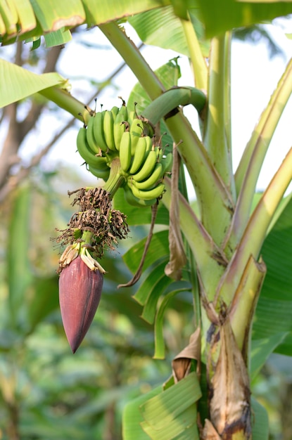 Flor de bananeira