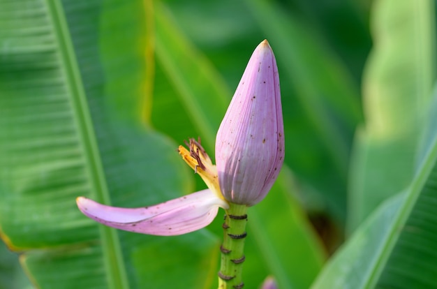 Flor de bananeira