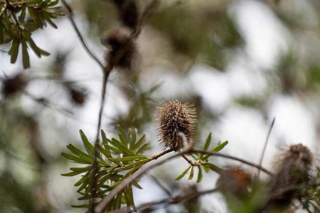 Foto flor de banksia amarela brilhante nativa na primavera em um parque nacional na austrália em um parque national