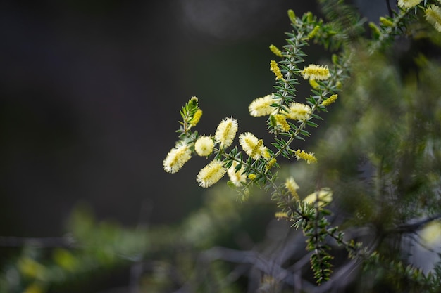 flor de Banksia amarela nativa brilhante na primavera em um parque nacional na Austrália