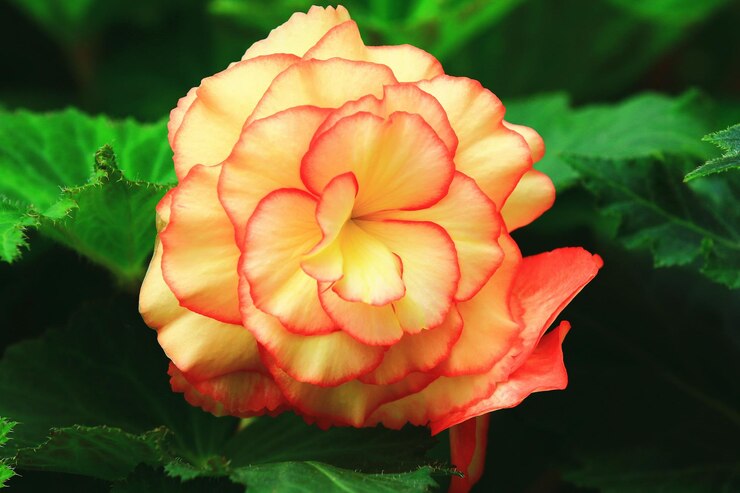 Foto flor de begônia florescendo closeup de laranja com flor amarela florescendo no jardim