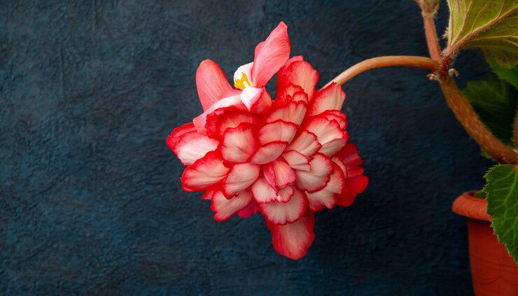 Foto flor de begônia tubérculo linda em fundo escuro com espaço de cópia plantas de casa floricultura de passatempo