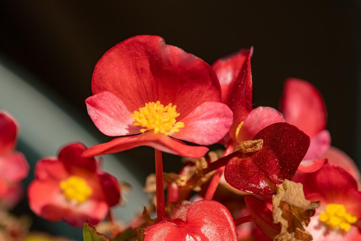 Foto flor de begônia vermelha brilhante em uma panela fora no jardim