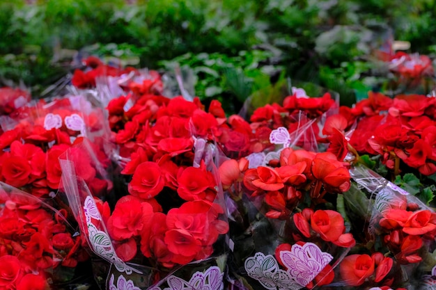 Flor de begônia vermelha escarlate em um close-up do vaso de flores. Venda na loja. Foco seletivo