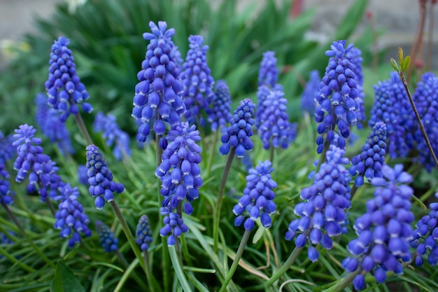 Flor de beleza no jardim