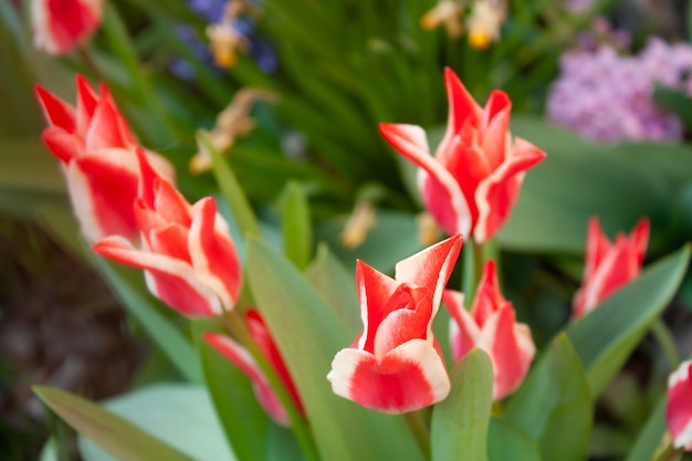 Flor de beleza no jardim