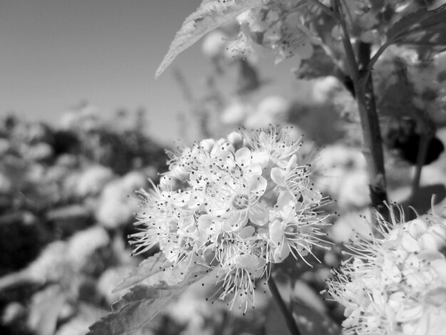 Flor de beleza selvagem com néctar florescendo