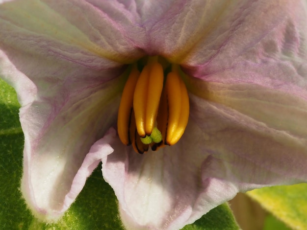 Flor de berinjela