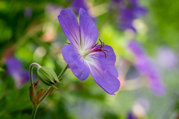 Flor de bico de guindaste florescendo, Geranium pratense no fundo desfocado