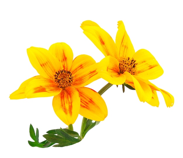 Flor de Bidens isolada