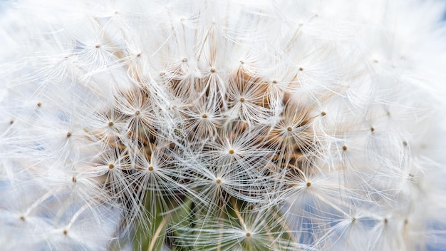 Foto flor de bola de bico fecha o dente-de-leão com fundo macro de sementes de pappus branco e fofo