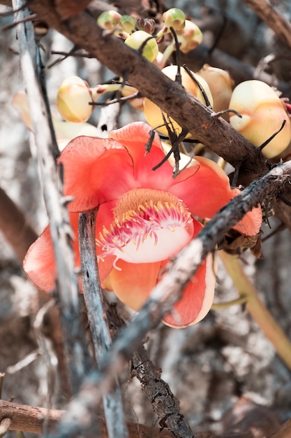 Foto flor de bola de canhão que floresce no verão, esta flor é símbolo de buda