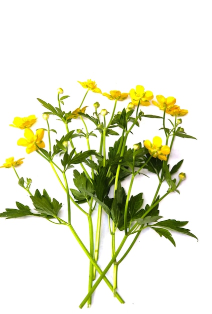 Flor de borboleta Ranunculus acris isolado em um fundo branco. Estampa floral.