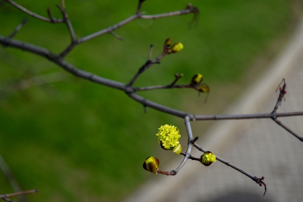 Flor de botão de castanha verde na árvore.