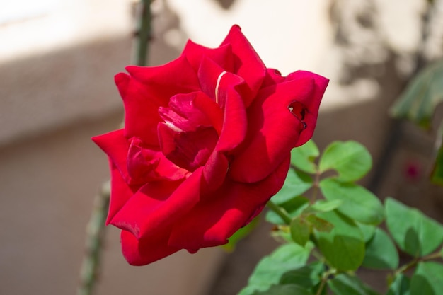 Flor de botão de rosa de rosa vermelha isolada