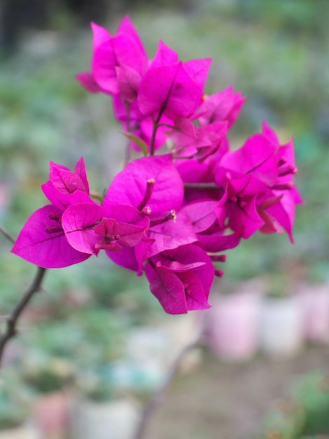 Flor de bougainvillea rosa em galhos de árvores foto de ângulo lateral