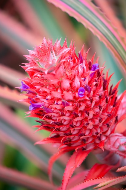 Flor de bromélia vermelha e roxa