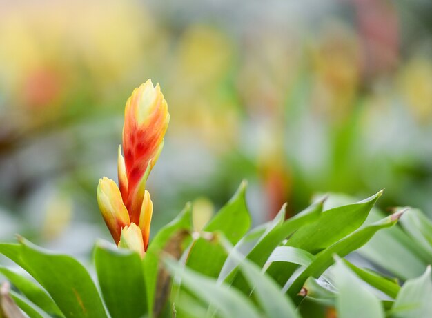 Flor de bromeliácea decorar / Plantas de viveiro de jardim de bromeliáceas vermelhas e amarelas