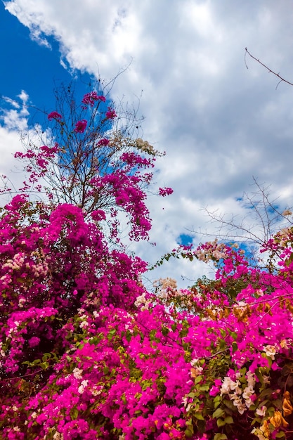 Flor de buganvília exótica tropical rosa e folhas verdes em um fundo de céu azul com nuvens Cartaz de cartão postal Espaço de cópia ideal para uso no design ou papel de parede Formato vertical de histórias