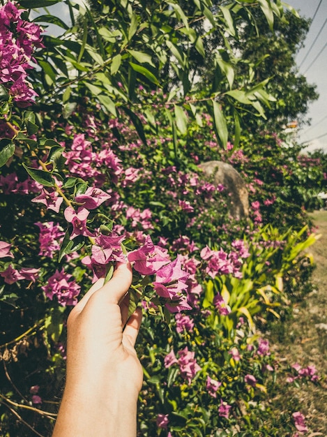 Flor de buganvília exótica tropical rosa na mão de girl39s com pulseira puple em um fundo de céu azul e folha verde Vintage e cor de estilo fosco desbotado em foto matizada com espaço de cópia